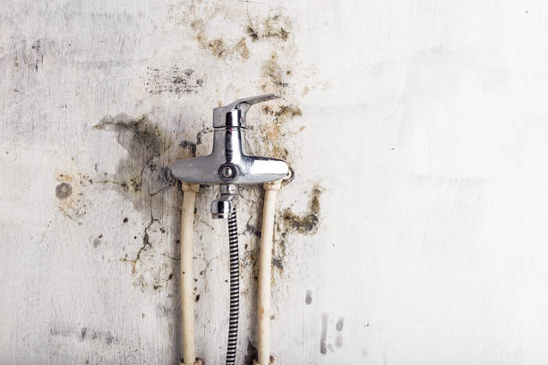 Best Professional Mold Removal  in Staten Island, NY