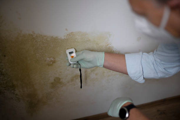 Best Mold Cleaning Services  in Staten Island, NY
