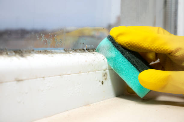 Best Commercial Mold Removal  in Staten Island, NY