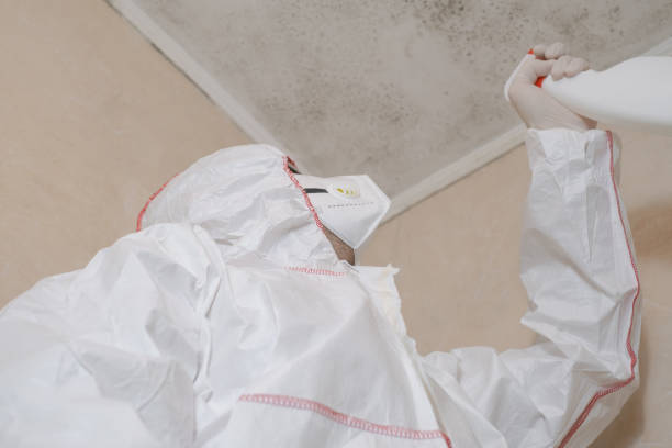 Best Black Mold Removal  in Staten Island, NY