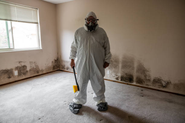 Trusted Staten Island, NY Mold Removal Experts